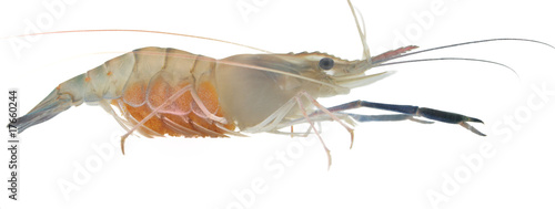 Shrimp pregnant