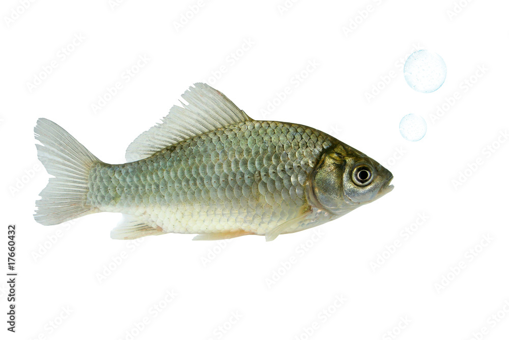 carassius carassius