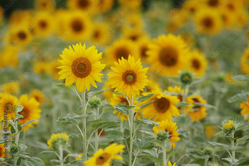 Sonnenblume Sonnenblume