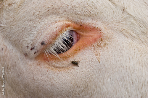 Wallpaper Mural Kuh Torontodigital.ca