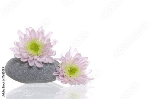Spa stones and pink daisy on isolated white