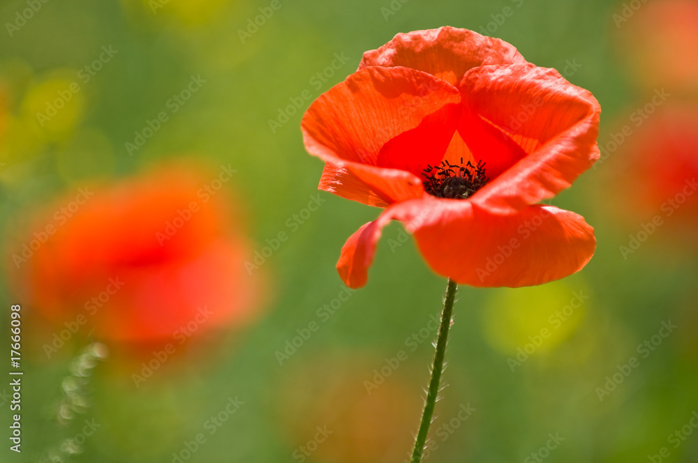 Bright Red Poppy Bright Red Poppy
