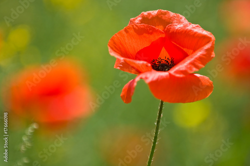 Bright Red Poppy