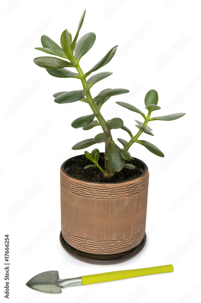Fototapeta premium Small shovel and dollar plant