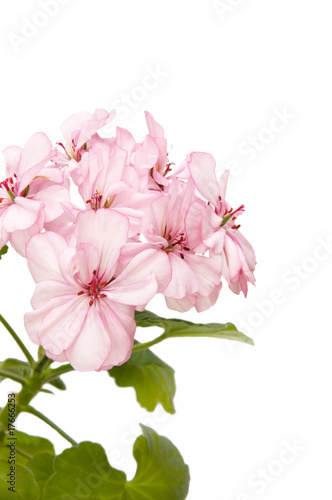 Fototapeta Naklejka Na Ścianę i Meble -  Flowers of pink geranium.