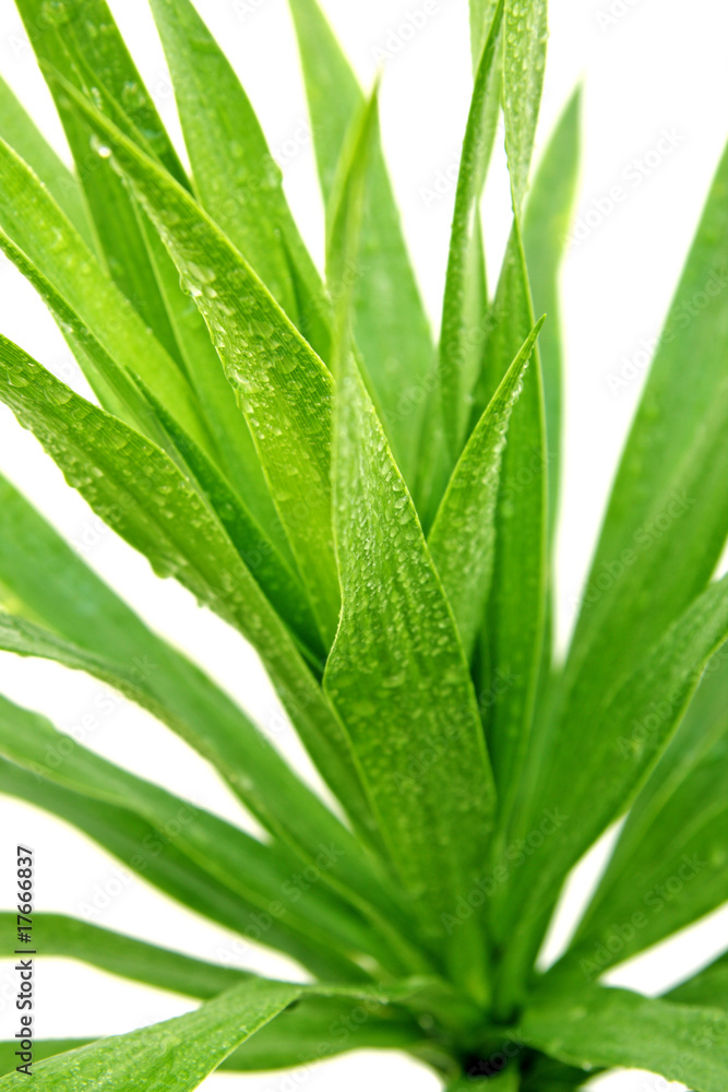 dracaena dracaena