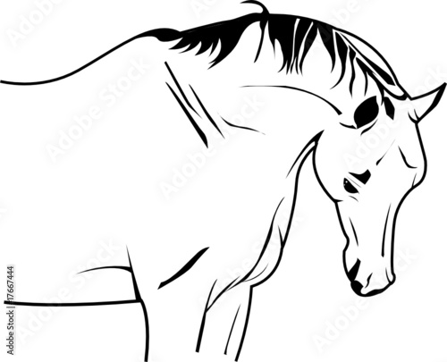 horse vector