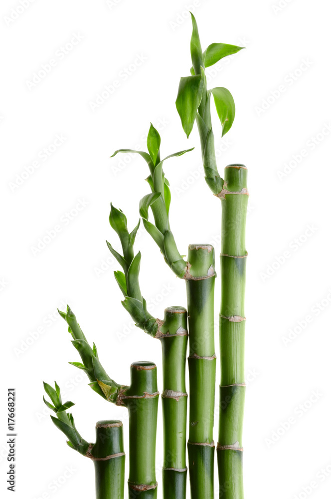 Obraz premium Bamboo