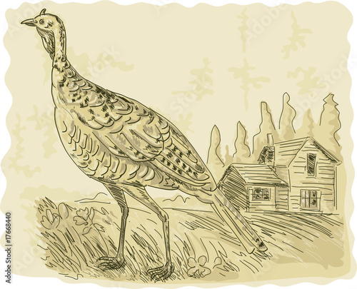 Wild turkey with house in the background