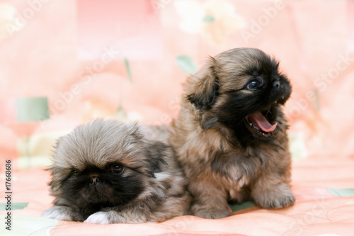 two pekingese
