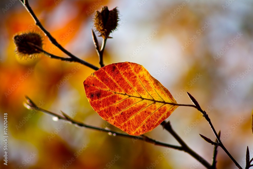 Herbstblatt Herbstblatt