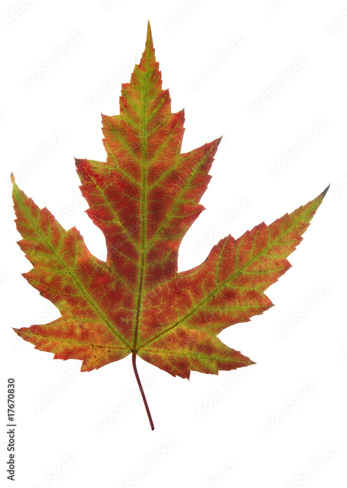 Fototapeta premium leaf of autumn
