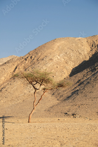 deserto panta photo