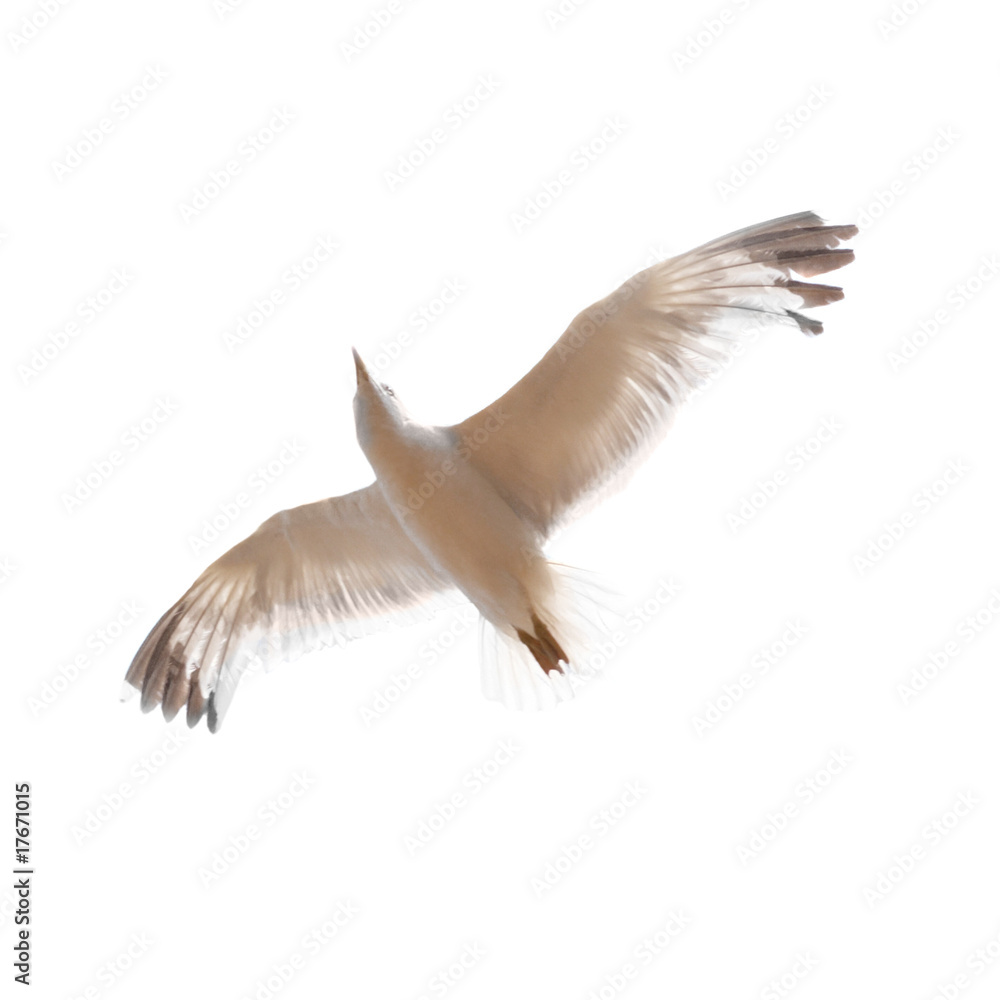 Fototapeta premium Flying seagull