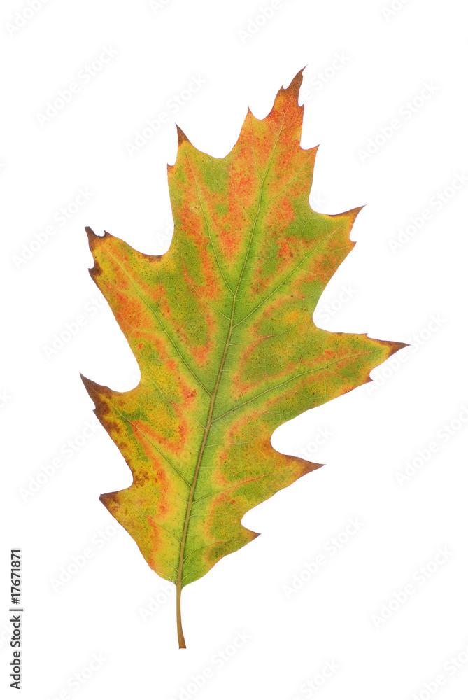 Fototapeta premium leaf of autumn