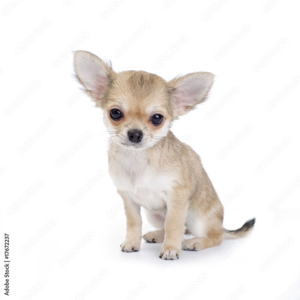 pale beige chihuahua puppy on white