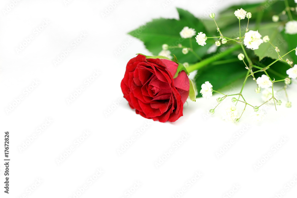 Fototapeta premium rose