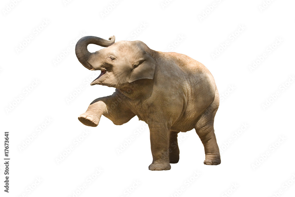 Elefant wd168