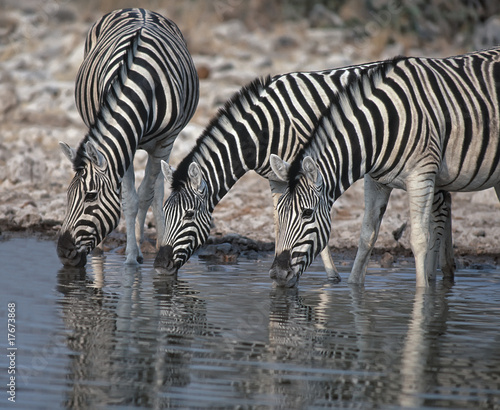 Zebra drinking