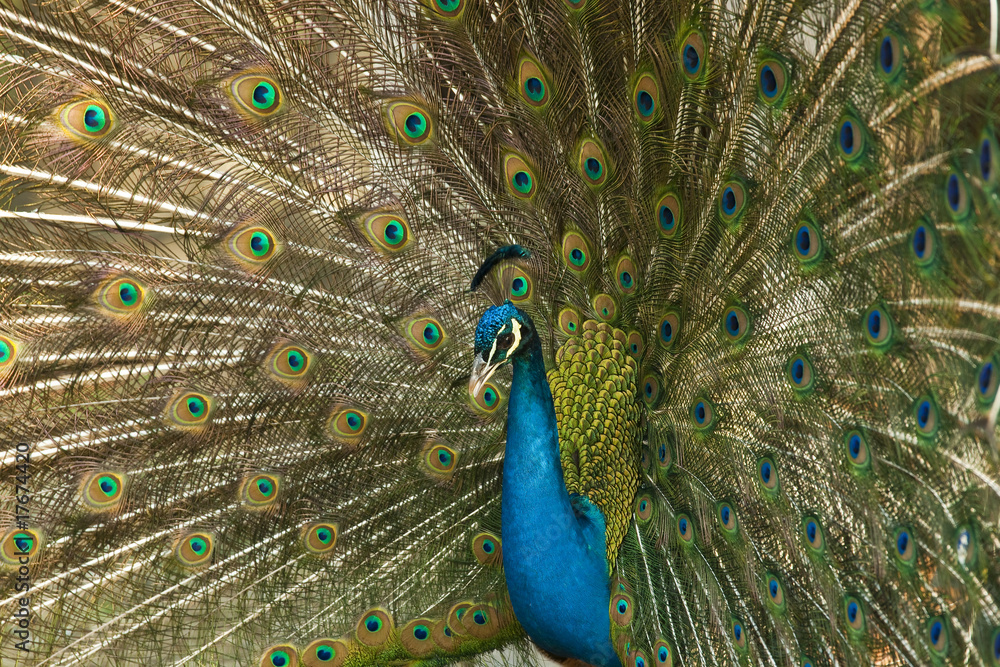Fototapeta premium Blauer Pfau (Pavo cristatus)