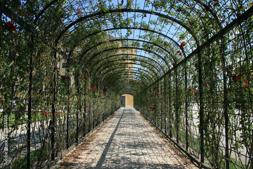 Rose tunnel