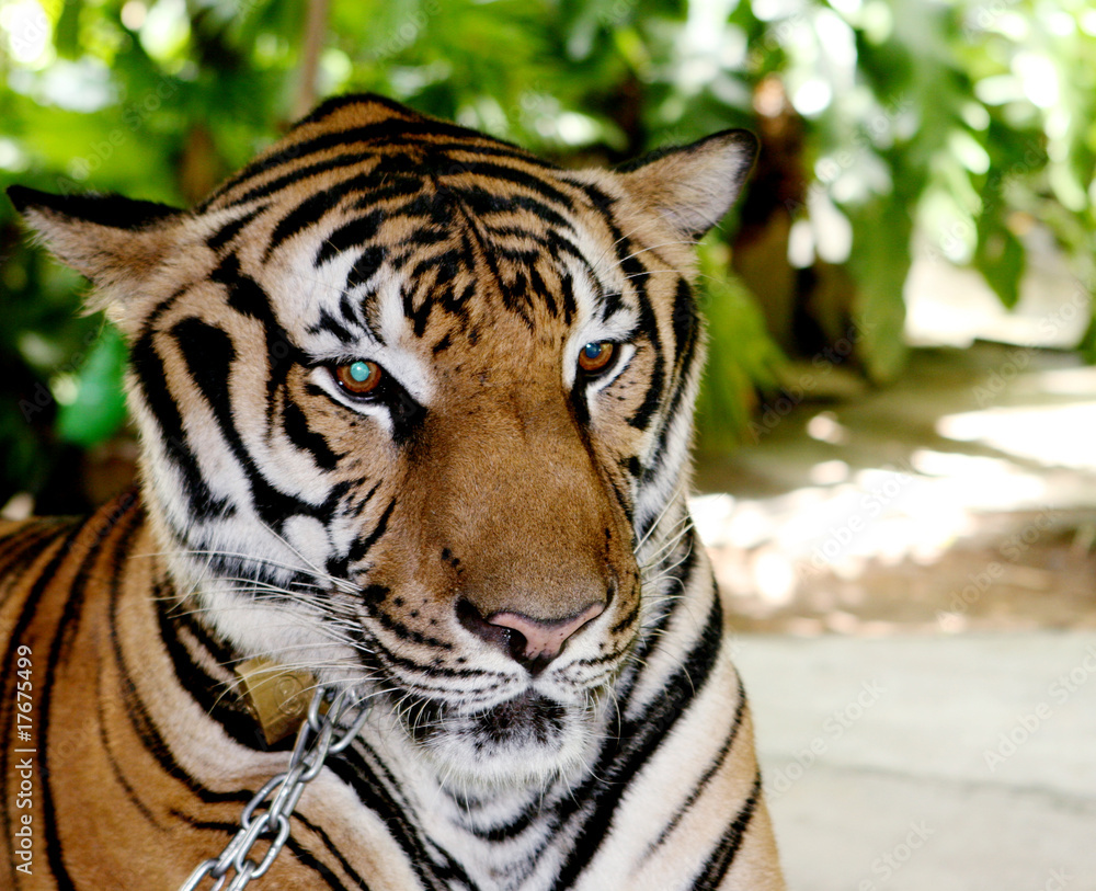 Fototapeta premium Tiger.