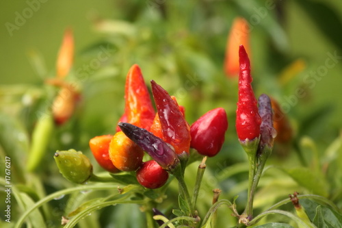 Peperoncini photo