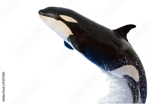 A killer whale, Orcinus Orca, isolated on white