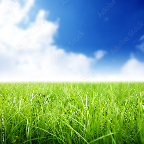 green grass under perfect blue sky
