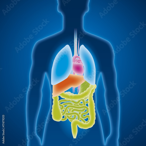 Innere Organe, Gesundheit und Medizin
