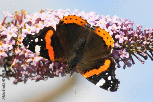 Red Admiral Butterfly