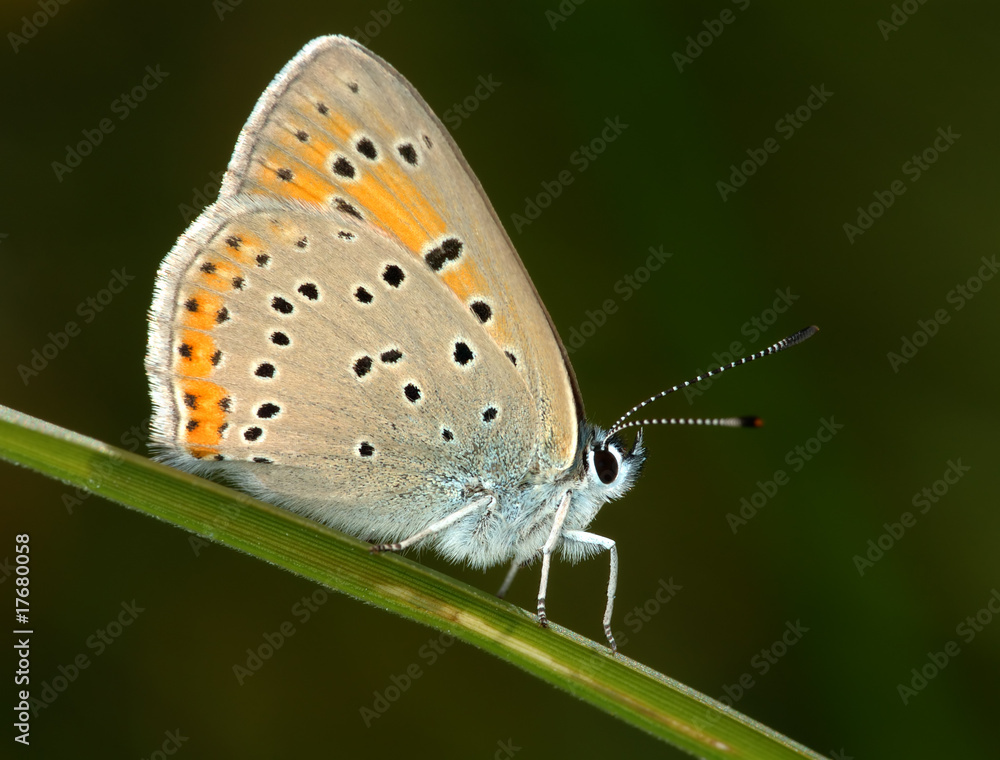 Butterfly on a blade of grass. Butterfly on a blade of grass.