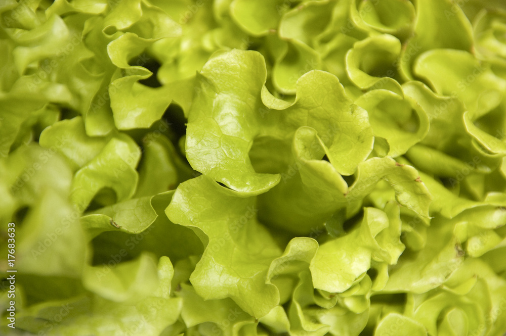 lettuce lettuce