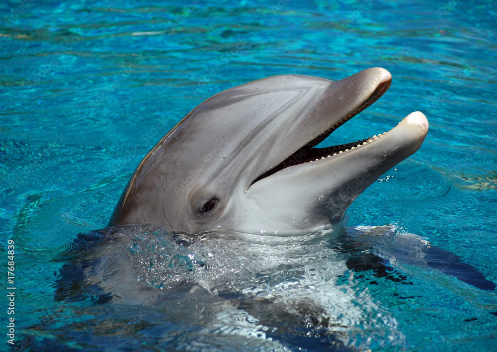 Obraz premium Waiting for food