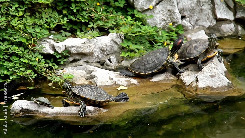 Four Turtle on rock Four Turtle on rock