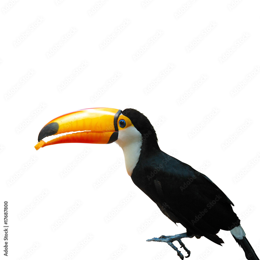 Naklejka premium Toco Toucan (Ramphastos toco)