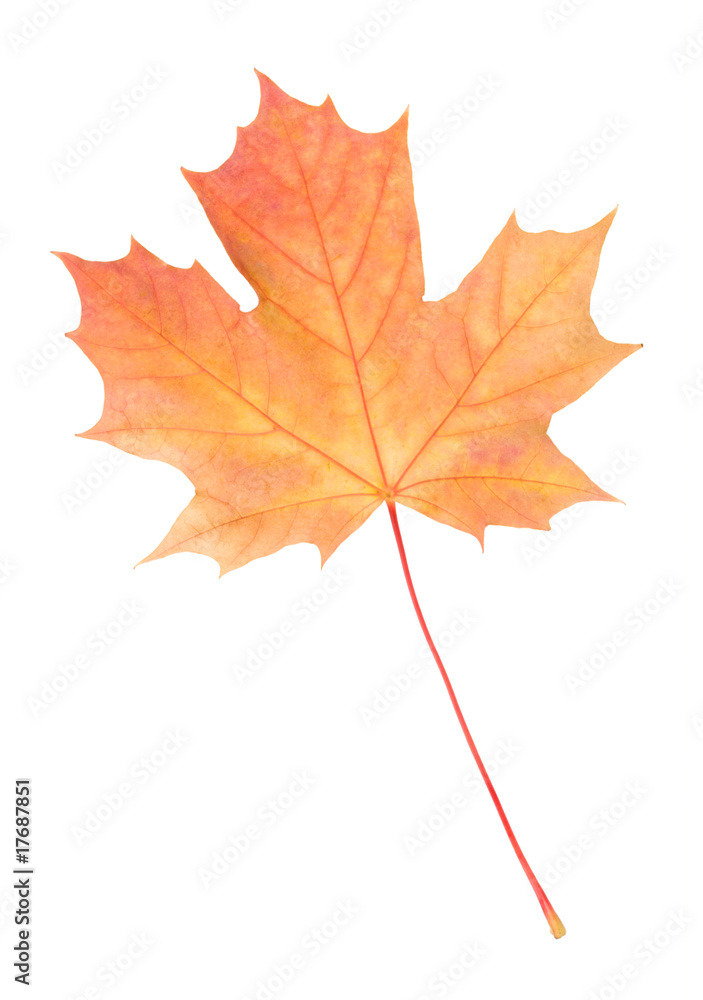 close-up fallen yellow maple leaf