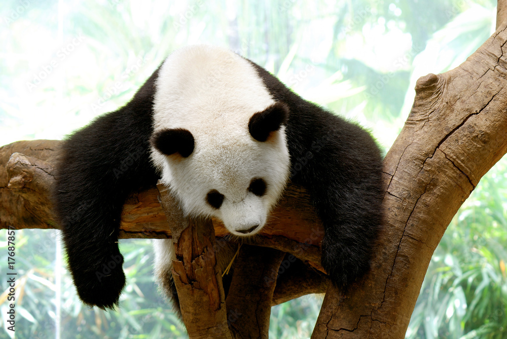 Fototapeta premium Panda