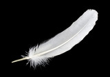 big white feather