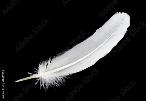 big white feather