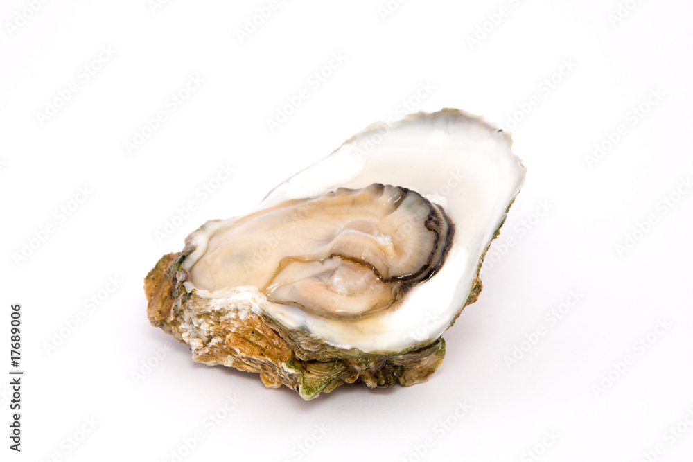 Oyster on a white background