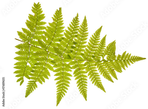 green fern branch on white