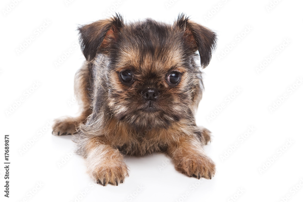 Griffon puppy isolated on white Griffon puppy isolated on white