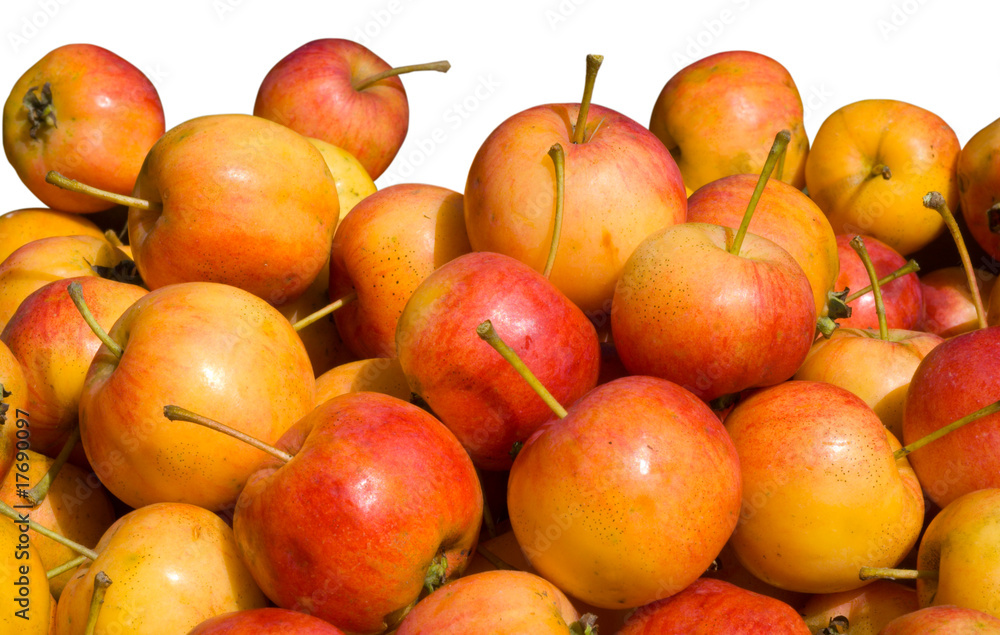 Apples 9 Apples 9