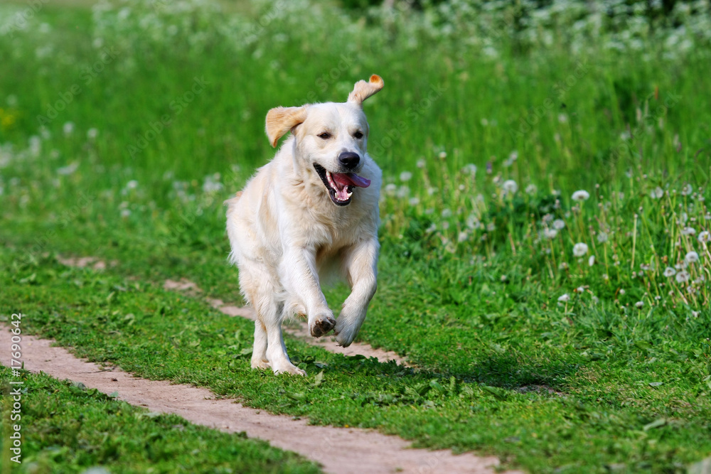 Golden retriever dog in nature