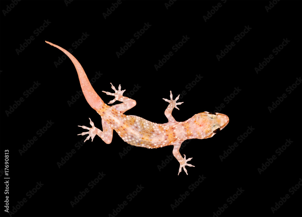 Naklejka premium Mediterranean house gecko isolated on black background