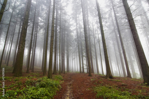 Fotografie, Tablou conifer forest in fog