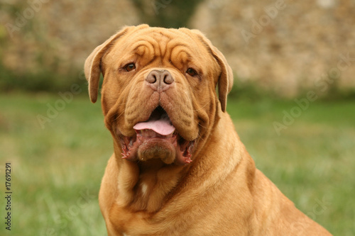 portrait de face d'un dogue de Bordeaux à l'air dubitatif