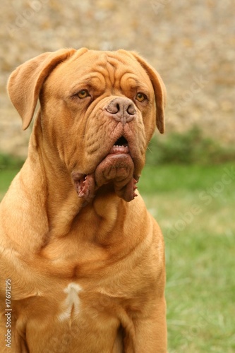 tête de dogue de Bordeaux à l'air sérieux