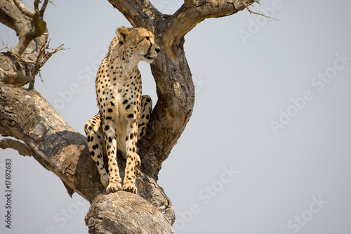Cheetah sitting in tree in South Africa looking for prey